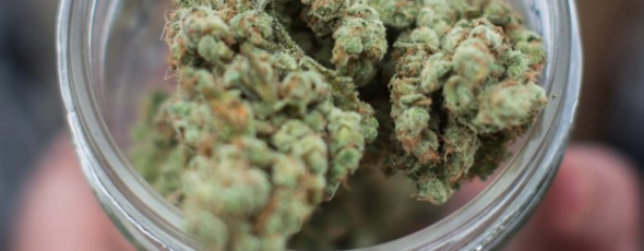 Cannabis James Alexander Michie