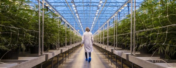 Cannabis Greenhouse Quebec James Alexander Michie